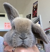 11th May 2012 - The Newest "Dingbunny"