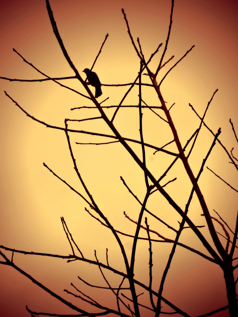 good night blackbird by edie