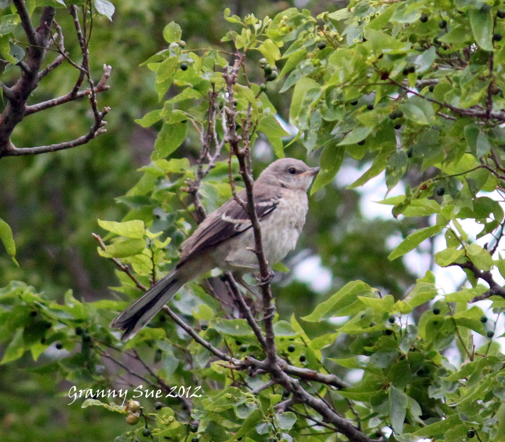 Young Mockingbird by grannysue