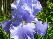 11th May 2012 - Iris