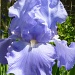 Iris by tatra
