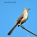 Mockingbird on one leg by grannysue