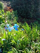 11th May 2012 - Beautiful Blue Flowers