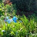 Beautiful Blue Flowers by jennymdennis