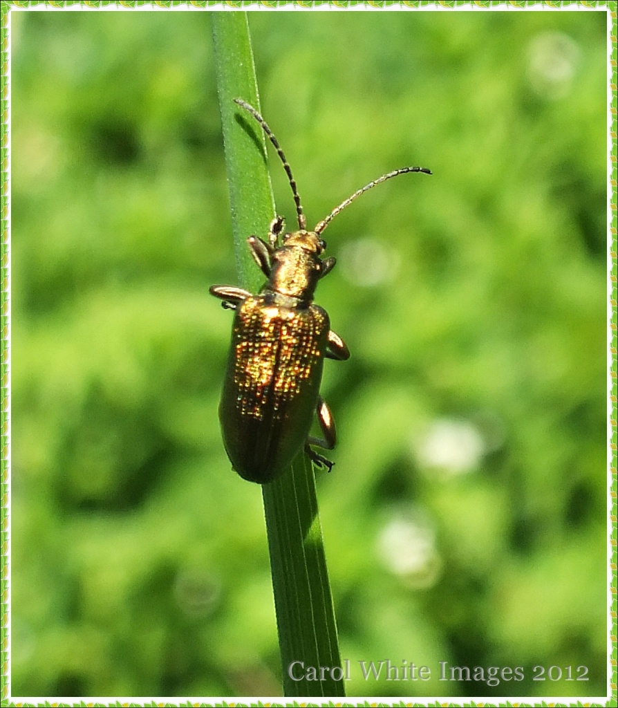Golden Bug by carolmw