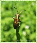 12th May 2012 - Golden Bug