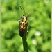 Golden Bug by carolmw