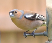 12th May 2012 - Chaffinch