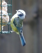 12th May 2012 - Blue tit with yellow breast