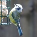 Blue tit with yellow breast by rosiekind