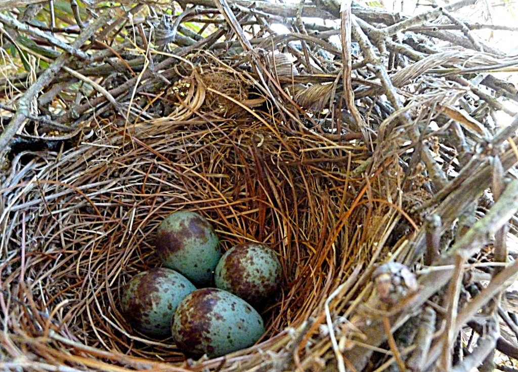 Mockingbird's Nest by calm