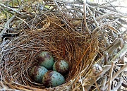 11th May 2012 - Mockingbird's Nest
