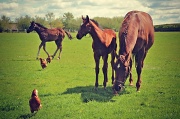 12th May 2012 - Chicken Run