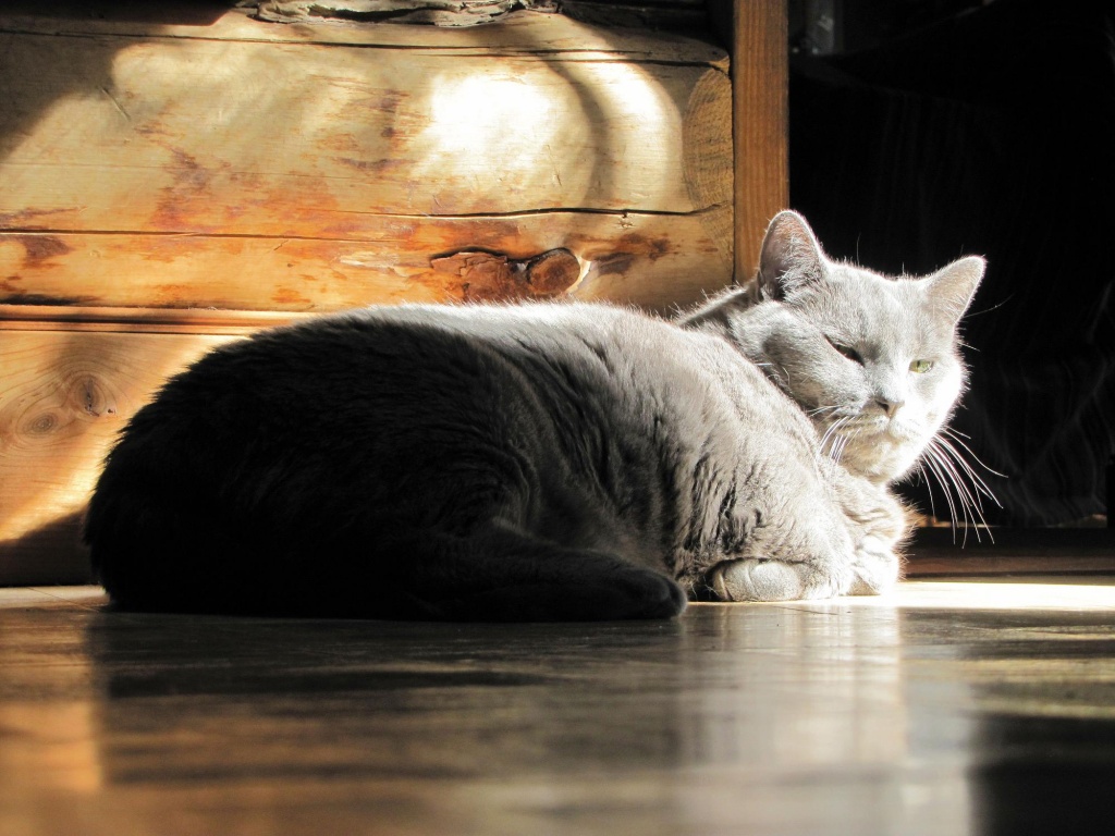 Sunny Spot. by maggie2