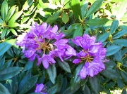 12th May 2012 - Rhodedendron  