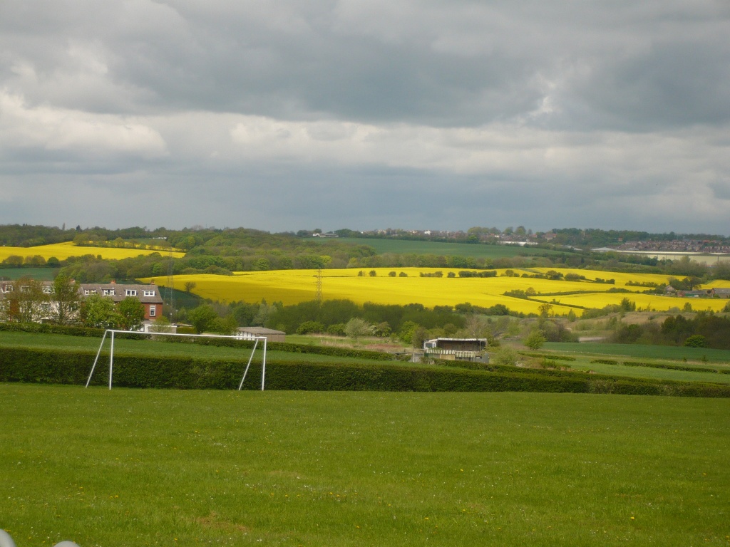 Rape seed Fields by clairecrossley