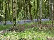 7th May 2012 - Bluebell wood