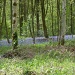 Bluebell wood by lellie
