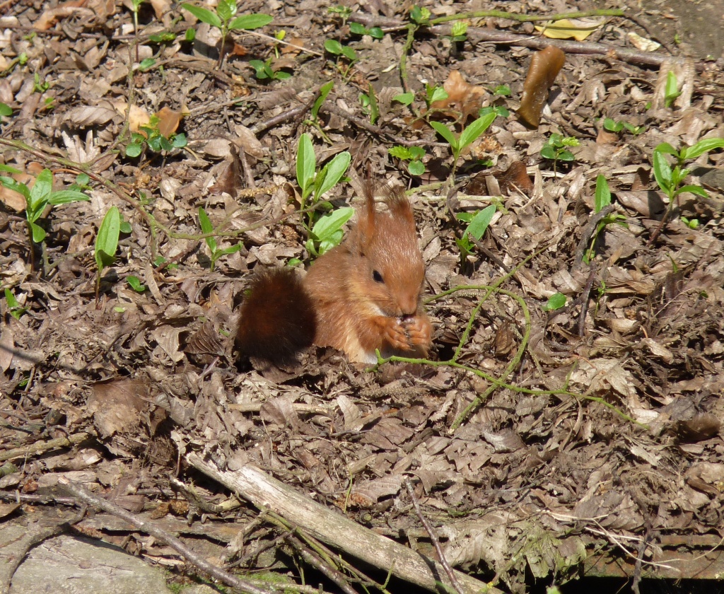 Squirrel Nutkin by lellie