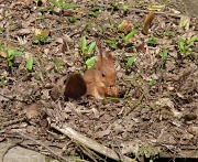 11th May 2012 - Squirrel Nutkin