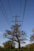 12th May 2012 - Tree In Front Of A Pylon. Obviously