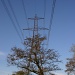 Tree In Front Of A Pylon. Obviously by shepherdman