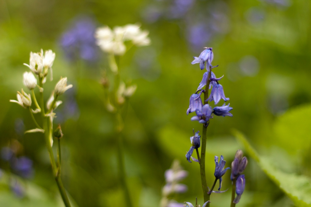 Bluebells by natsnell