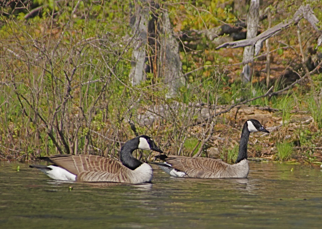 Canada Geese Patroling Nesting Grounds by rob257