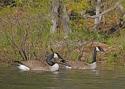 12th May 2012 - Canada Geese Patroling Nesting Grounds