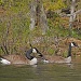 Canada Geese Patroling Nesting Grounds by rob257