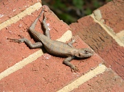 10th May 2012 - Lizard on Step 5.10.12