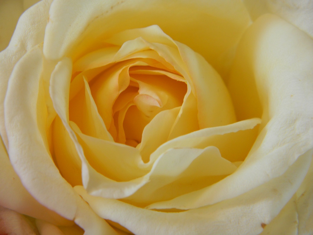 White Rose by sfeldphotos