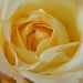 White Rose by sfeldphotos