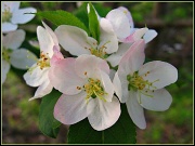 11th May 2012 - Blossoms