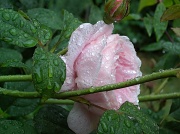 22nd Jun 2010 - Saturated Rose