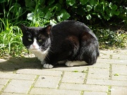 11th May 2012 - Stray cat (SOOC)