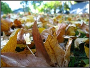 13th May 2012 - Autumn Leaves