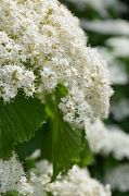 10th May 2012 - White