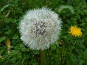 7th May 2012 - Dandelion Clock