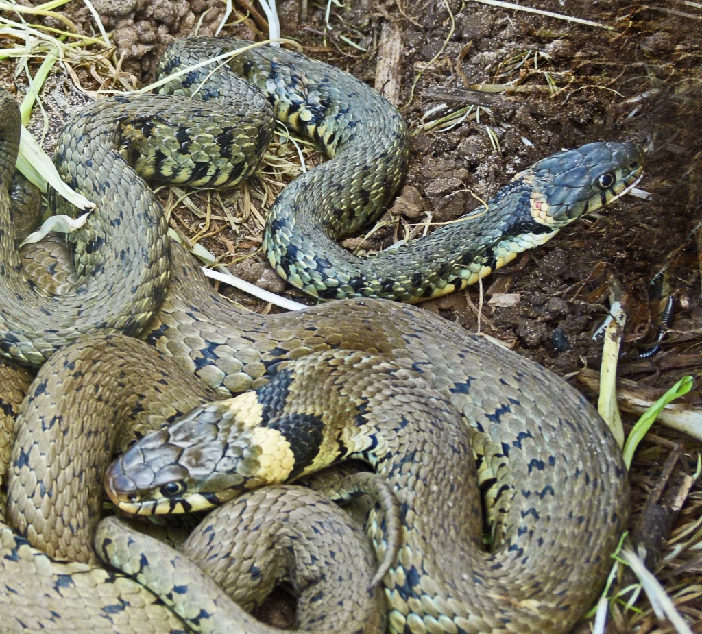 grass snakes by jantan