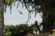 12th May 2012 - Red bomber!