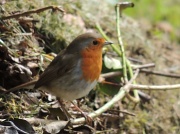 13th May 2012 - My beautiful robin friend