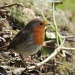 My beautiful robin friend by rosiekind