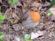 13th May 2012 - Another robin picture
