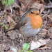 Another robin picture by rosiekind
