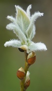 13th May 2012 - Fuzzy plant thing!!! :)