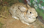 13th May 2012 - captured rabbit... 