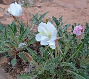 13th May 2012 - Sego Lily on the Last Hike