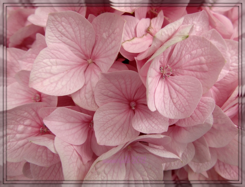 pink hydrangea by summerfield