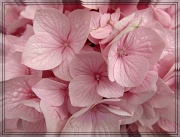 13th May 2012 - pink hydrangea